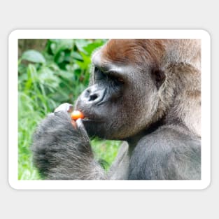 Hungry Gorilla Sticker